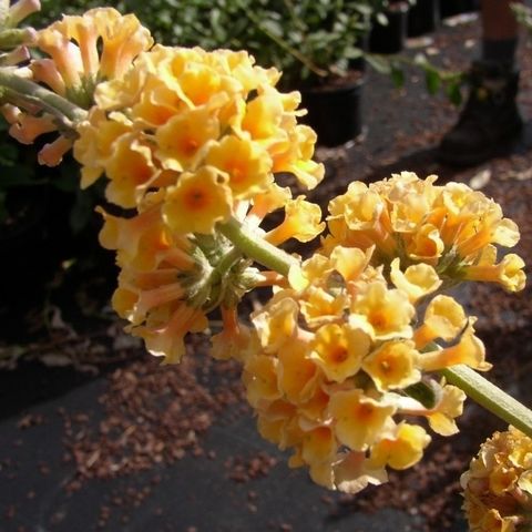 Buddleja x weyeriana 'Sungold'