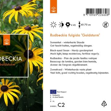 Rudbeckia fulgida 'Goldsturm'