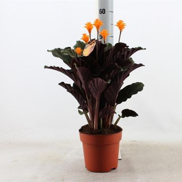 Calathea crocata TASSMINIA