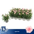 Dianthus OSCAR PINK