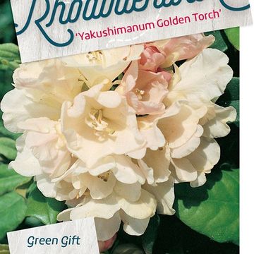Rhododendron 'Golden Torch' (Y)