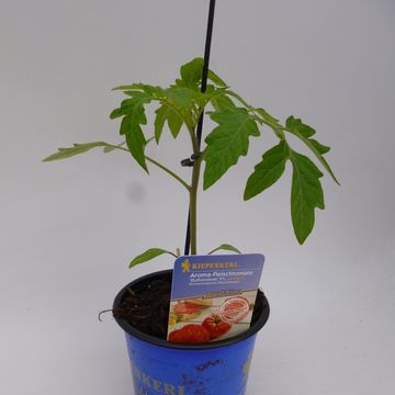 Solanum lycopersicum 'Marsala Red'