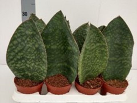 Sansevieria masoniana 'Congo'