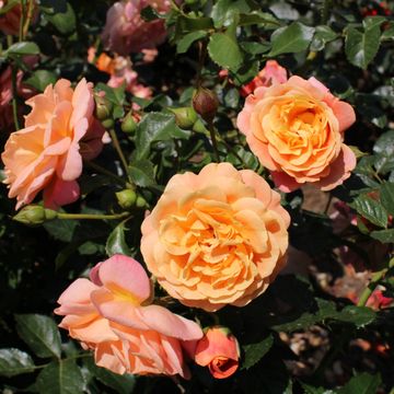 Rosa PEACH MELBA