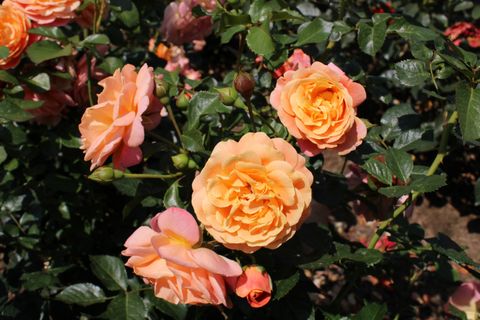 Rosa PEACH MELBA