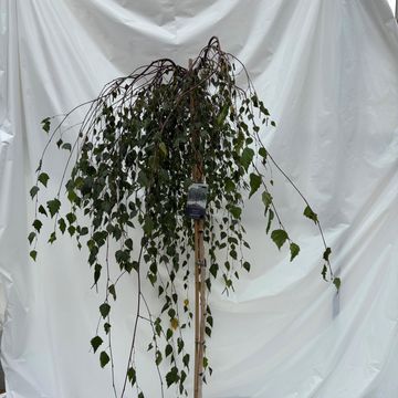 Betula pendula 'Youngii'