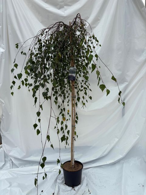 Betula pendula 'Youngii'