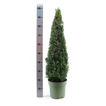 Buxus sempervirens