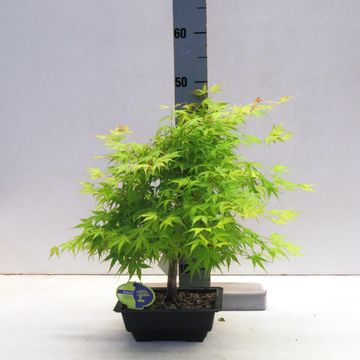 Acer palmatum 'Katsura'