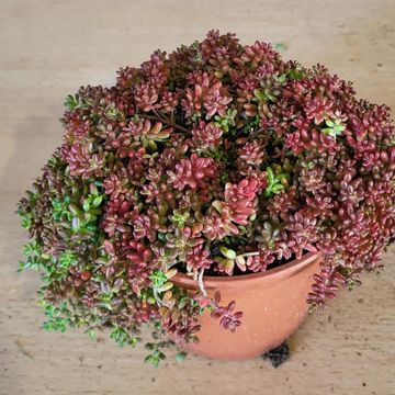 Sedum lydium