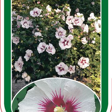 Hibiscus syriacus 'Helene'