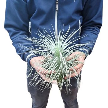 Tillandsia tectorum