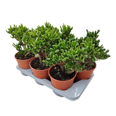 Crassula ovata 'Gollum'