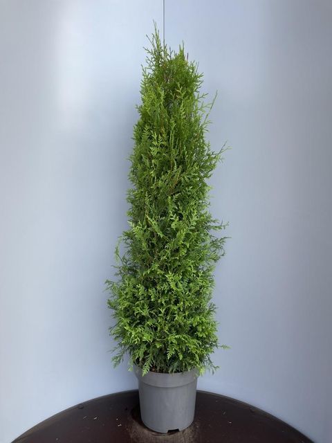 Thuja occidentalis 'Brabant'