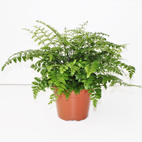 Asplenium 'Parvati'