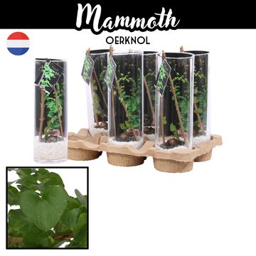 Dioscorea elephantipes