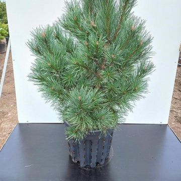 Pinus sylvestris 'Watereri'