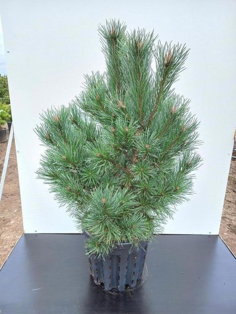 Pinus sylvestris 'Watereri'