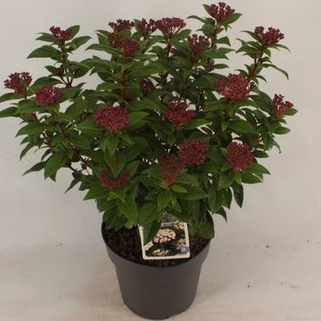 Viburnum tinus 'Ladybird'