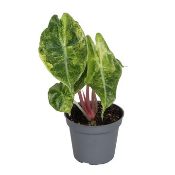 Alocasia 'Nairobi Nights Aurea'