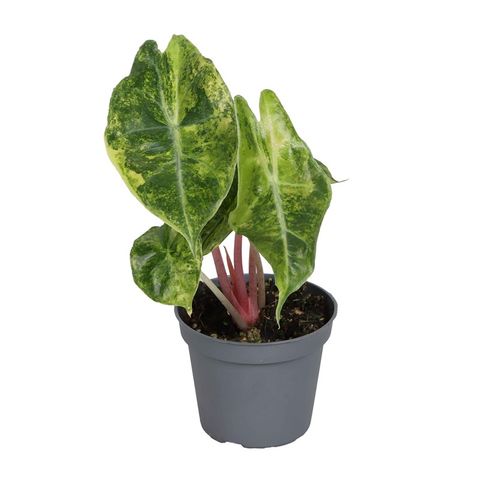 Alocasia 'Nairobi Nights Aurea'