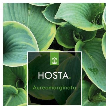 Hosta 'Fortunei Aureomarginata'