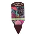 Anthurium DocBlock Red Velvet Cake® '24' X Red Velvet Cake® '24'
