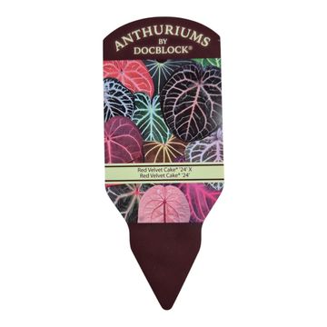 Anthurium DocBlock Red Velvet Cake® '24' X Red Velvet Cake® '24'