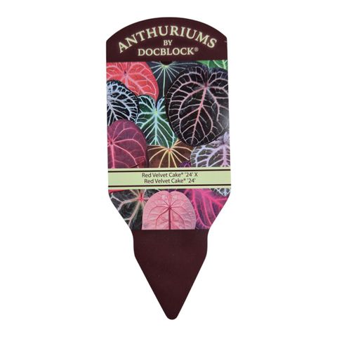 Anthurium DocBlock Red Velvet Cake® '24' X Red Velvet Cake® '24'
