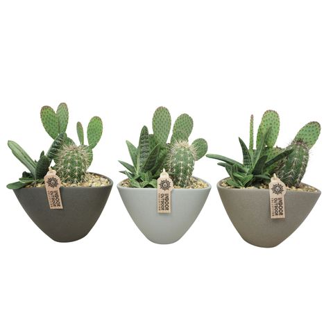 Arrangement Cactus