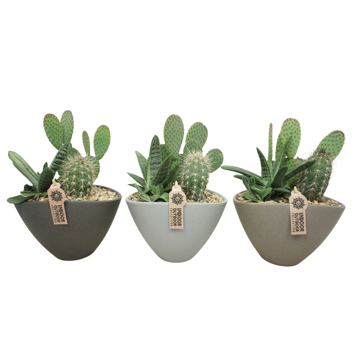 Arrangement Cactus  Pflanzengrohandel FlorAccess