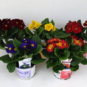 Primula INARA MIX