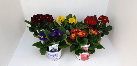 Primula INARA MIX