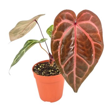 Anthurium DocBlock Home, Sweet Home '32' X Tortoise Shell Grey '34'