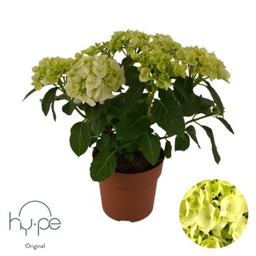 Hydrangea macrophylla MOPHEAD WHITE
