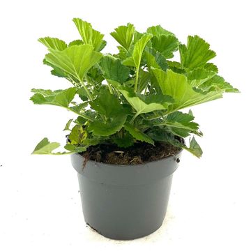 Geum 'Totally Tangerine'