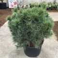 Pinus strobus 'Bergman's Mini'