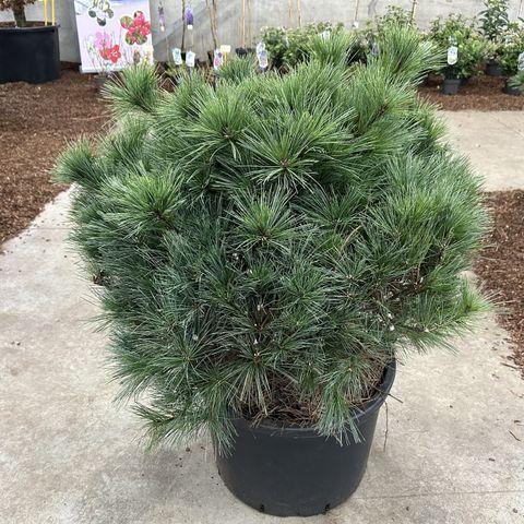 Pinus strobus 'Bergman's Mini'
