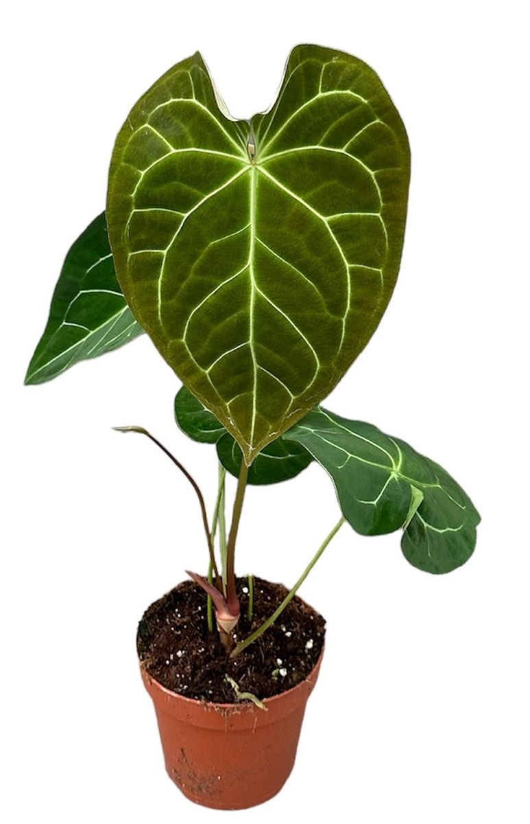 alocasia zebrina wie oft gießen Tipps zur Pflege deiner Pflanze : Alocasia zebrina – PflanzenFuerAlle