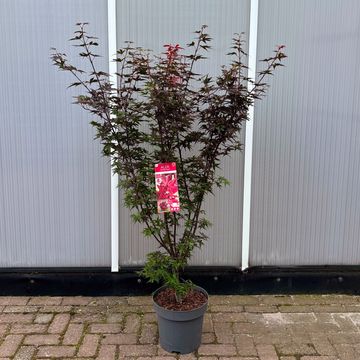 Acer palmatum 'Little Red'