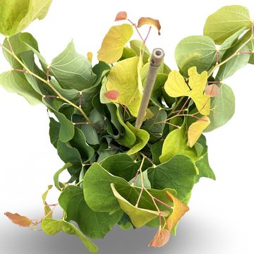 Cercis canadensis THE RISING SUN