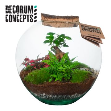 Arrangement Terrarium