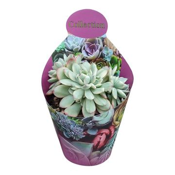 Echeveria 'Minibelle Variegata'