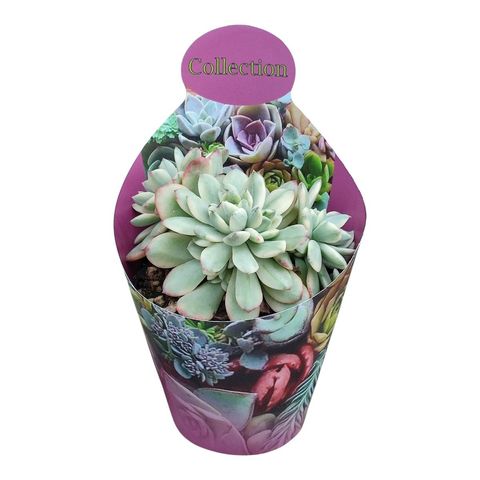 Echeveria 'Minibelle Variegata'