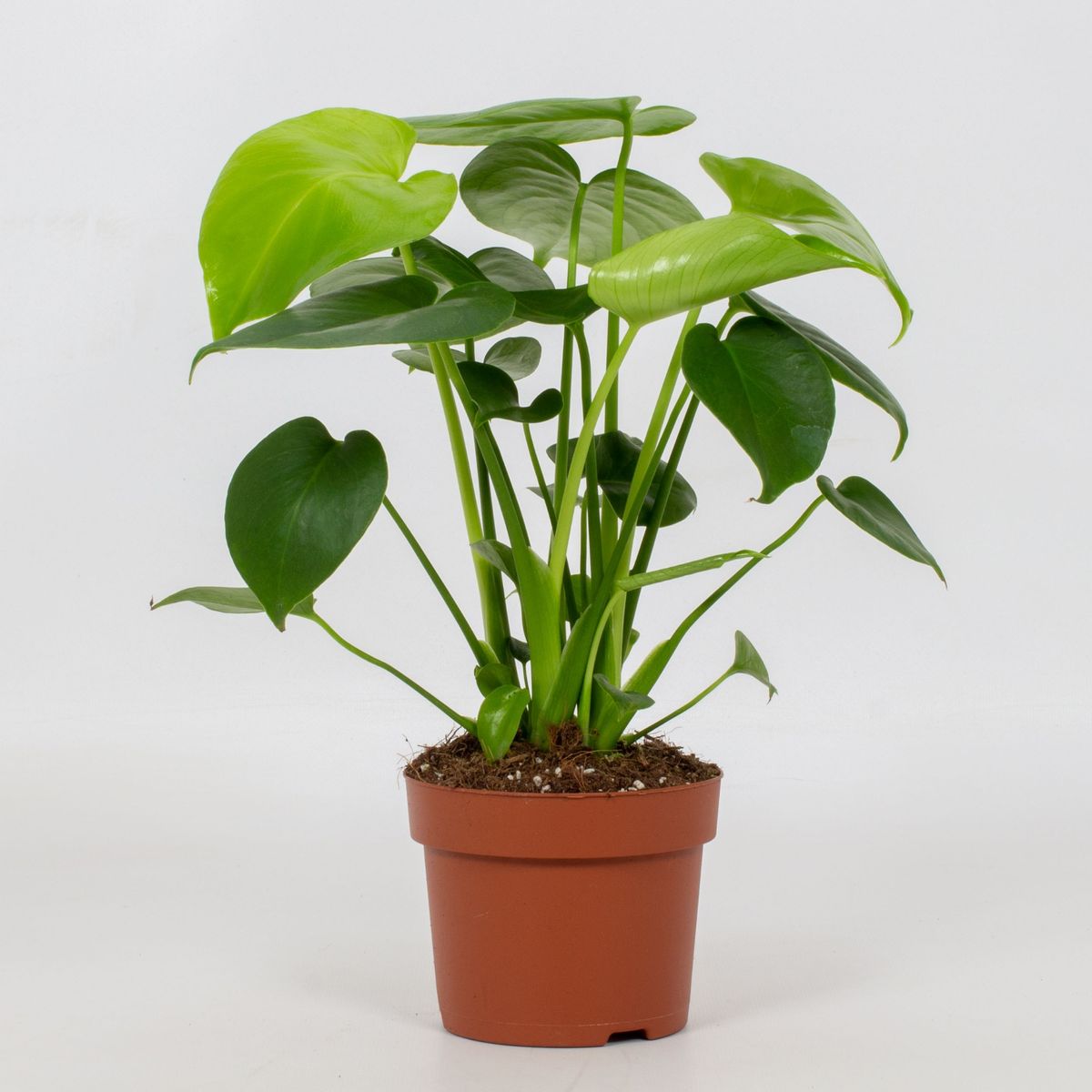 Monstera Deliciosa — Plant Wholesale Floraccess 5117