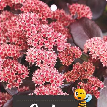 Sedum telephium BLACK KNIGHT