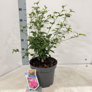 Hibiscus syriacus MAGENTA CHIFFON