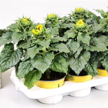 Helianthus annuus 'Sunsation'