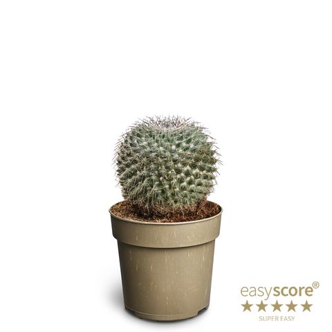 Mammillaria hahniana