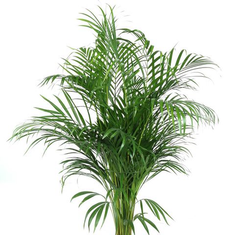 Dypsis lutescens (Ammerlaan, The Green Innovater)